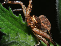 Ground Crab Spider