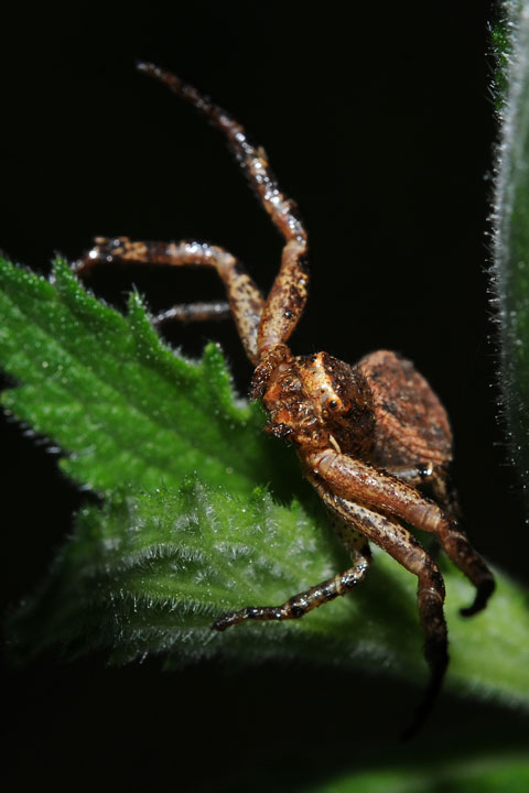 Ground Crab Spider