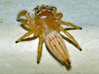 Female Pale Jumping Spider