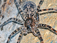 Dark Fishing Spider