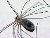 Longbodied Cellar Spider