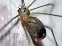 Lonbodied Cellar Spider