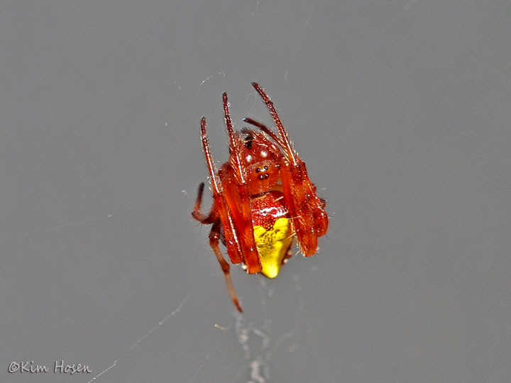 Arrowhead Spider