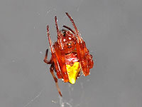Arrowhead Spider