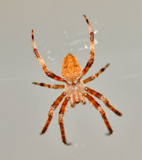 Wolf spider carrying egg sac in burrow.