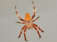 Barn Spider