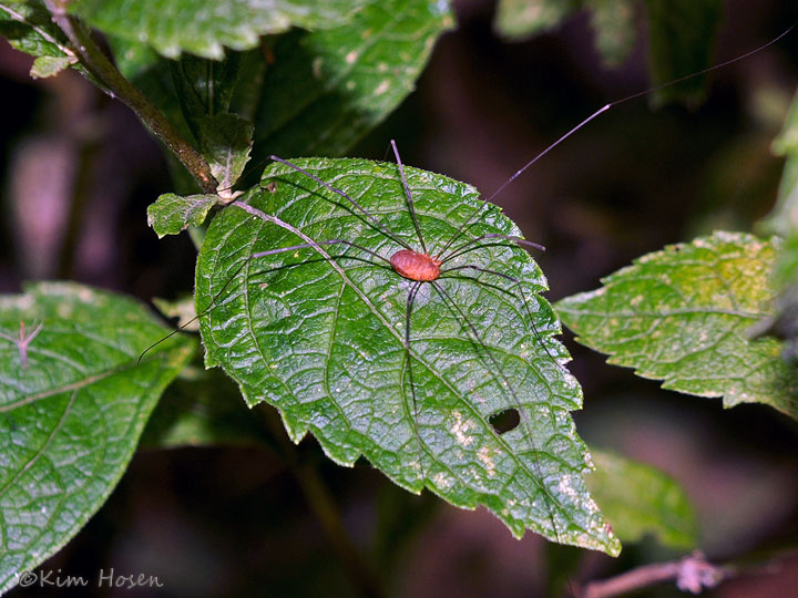 Harvestman