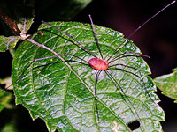 Harvestman
