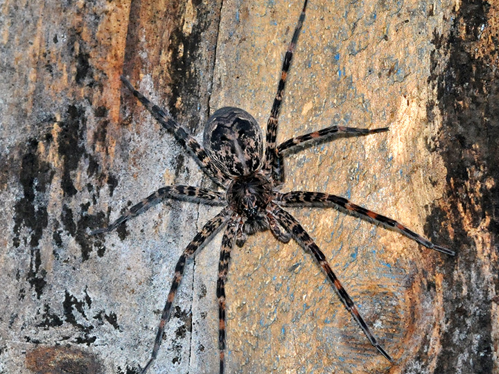 Dark Fishing Spider