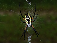 Black and Yellow Garden Spider