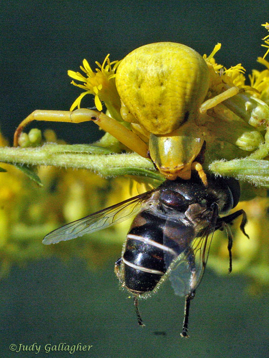 Goldenrod Crab Spider