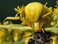 Goldenrod Crab Spider