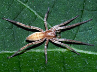 Nursery Web Spider