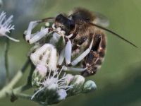 White-banded Crab Spider Male