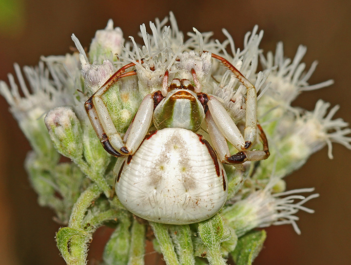 White-banded Crab Spider