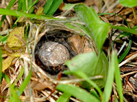 Wolf spider carrying egg sac in burrow.