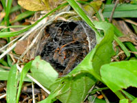 Wolf Spider