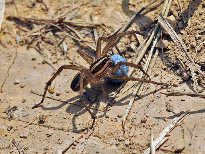 Wolf Spider with Egg Sac