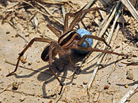 Wolf Spider