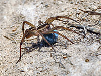 Wolf spider with egg sac
