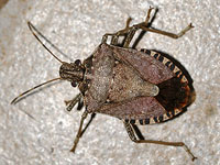 Brown Mamorated Stinkbug