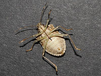 Brown Mamorated Stinkbug