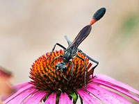Thread-waisted Wasp