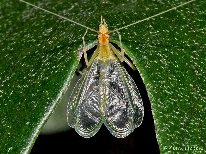 Tree Cricket, Singing Male