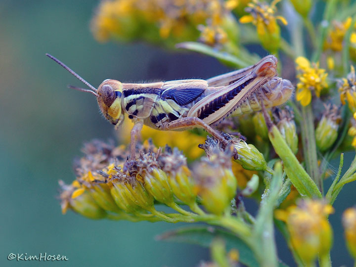 Two-striped Grasshopper