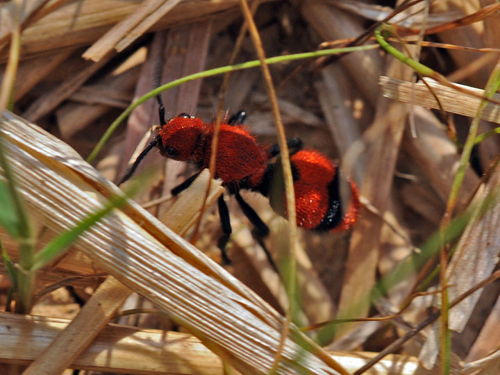 Red Velvet Ant