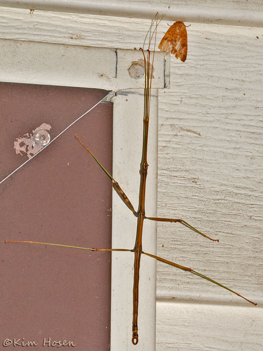 Northern Walkingstick