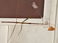 Northern Walkingstick