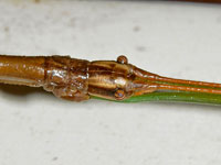 Northern Walkingstick