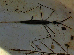 Water Scorpion