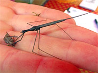 Brown Water Scorpion
