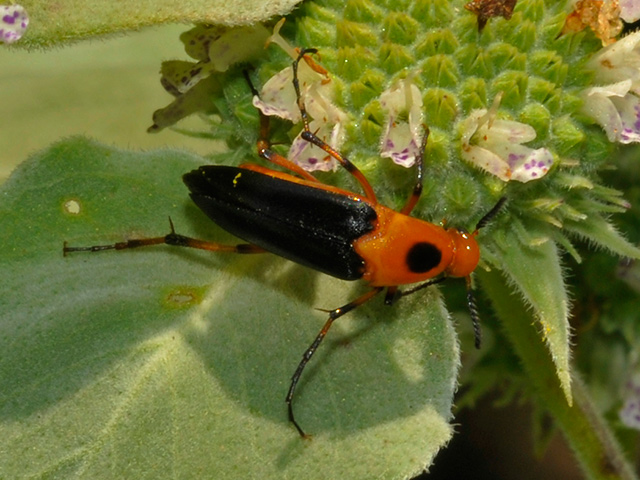 Wedge-shaped Beetle