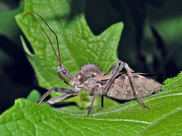Wheelbug