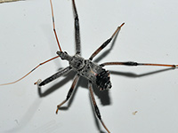 Wheelbug Nymph
