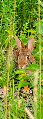 Cottontail Rabbit