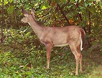 White-tailed Deer