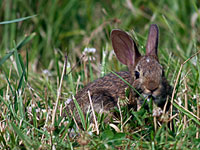 Cottontail Rabbit