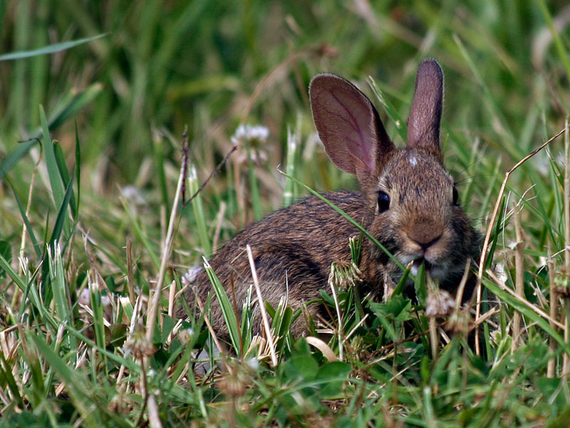 Cottontail Rabbit