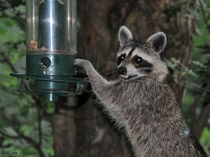 Raccoon