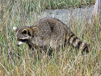 Raccoon
