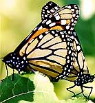 Monarch Butterflies Mating