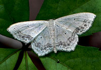 Large Lace-border