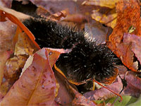 Leopard Moth Caterpillar