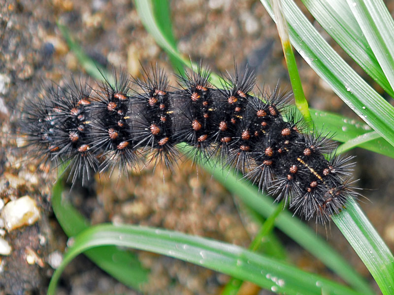 Virgin Tiger Moth