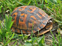 Box Turtle