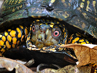 Box Turtle